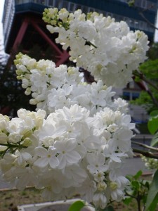 「彩り香りライラック」の画像